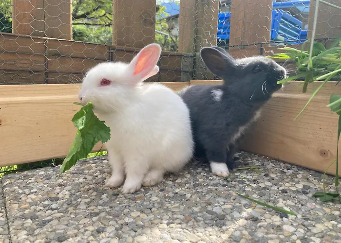 Alpina Vendégház 3*